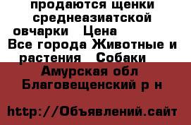 продаются щенки среднеазиатской овчарки › Цена ­ 30 000 - Все города Животные и растения » Собаки   . Амурская обл.,Благовещенский р-н